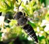 Coelioxys aurolimbata